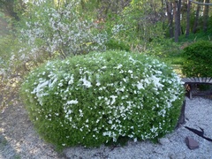 Spiraea cinerea