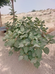 Ficus palmata