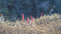Tillandsia pueblensis