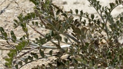Astragalus lentiginosus variabilis