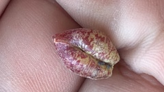 Astragalus lentiginosus variabilis