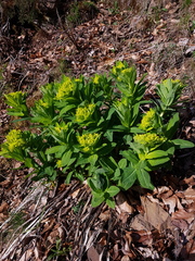 Euphorbia hyberna