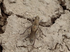 Prionosthenus syriacus