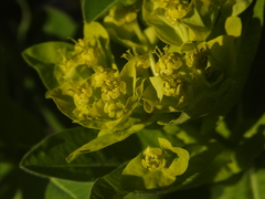 Euphorbia hyberna