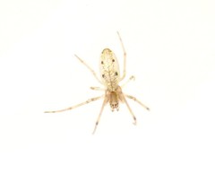 Tetragnatha pinicola