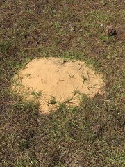 Geomys pinetis