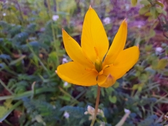 Tulipa sylvestris