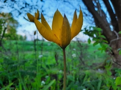 Tulipa sylvestris