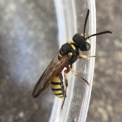 Cerceris californica