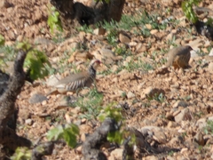 Alectoris rufa intercedens