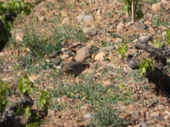 Alectoris rufa intercedens