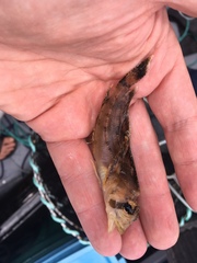 Nautichthys oculofasciatus