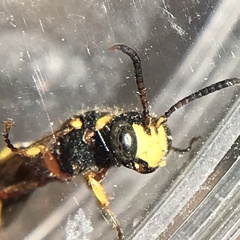 Cerceris californica