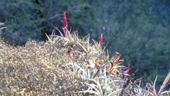 Tillandsia pueblensis