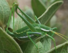 Odontura aspericauda