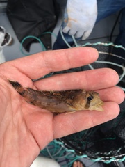 Nautichthys oculofasciatus