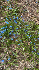 Scilla siberica