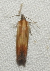 Eucosma radiatana