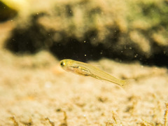 Hesperoleucus symmetricus