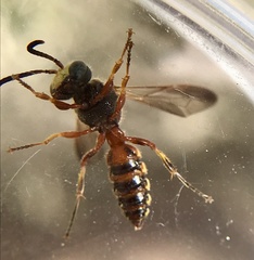 Cerceris californica