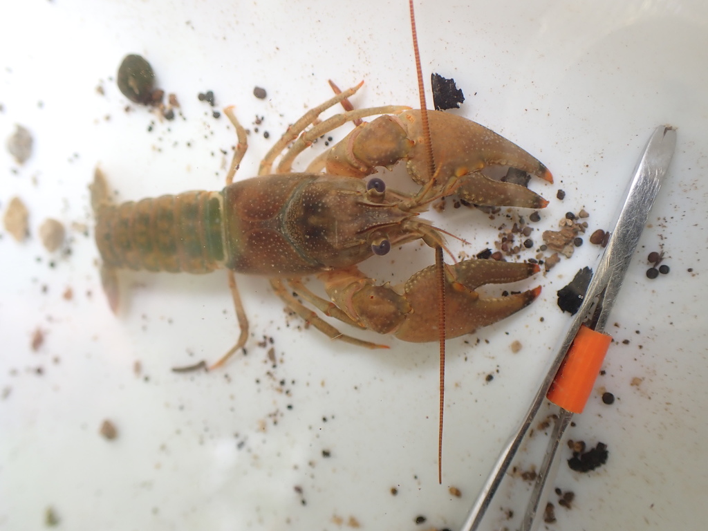Kentucky River Crayfish