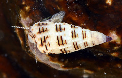 Cerithium alutaceum