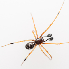 Neottiura suaveolens