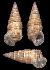 Cerithium alutaceum