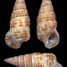 Cerithium alutaceum - Photo (c) uwkwaj, algunos derechos reservados (CC BY-NC), subido por uwkwaj