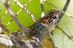 Melospiza melodia