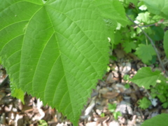 Tilia dasystyla caucasica