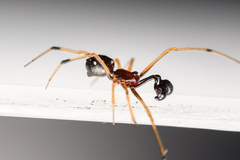 Neottiura suaveolens