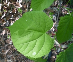 Tilia dasystyla caucasica