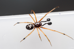 Neottiura suaveolens