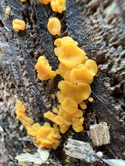 Dacrymyces variisporus