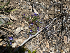 Phacelia davidsonii