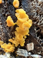 Dacrymyces variisporus