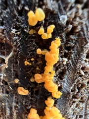 Dacrymyces variisporus