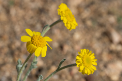 Baileya pleniradiata