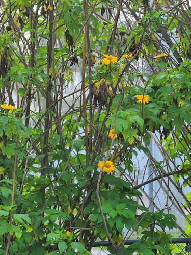 Tithonia diversifolia image