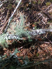 Usnea cornuta