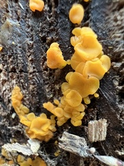 Dacrymyces variisporus