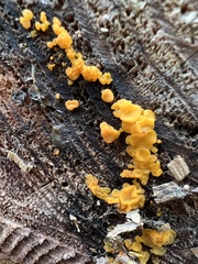 Dacrymyces variisporus