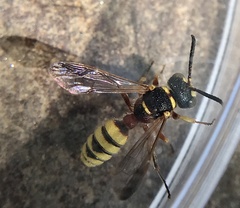Cerceris californica