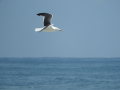 Larus argentatus × dominicanus