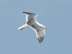 Larus argentatus × dominicanus