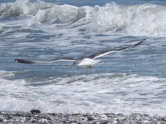 Larus argentatus × dominicanus
