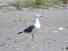 Larus argentatus × dominicanus