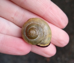 Cepaea nemoralis