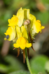 Linaria polygalifolia polygalifolia